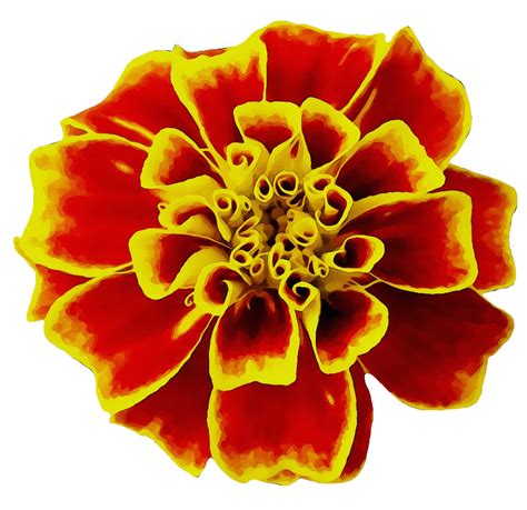 Mexican Marigold Flower Seed Image English Marigold Png Download