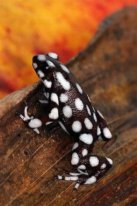 Pin by Jessica McGee on Animals | Poison frog, Frog, Cute frogs