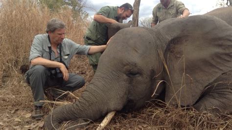Mozambique Logs Rare Victory Against Elephant Poachers CTV News