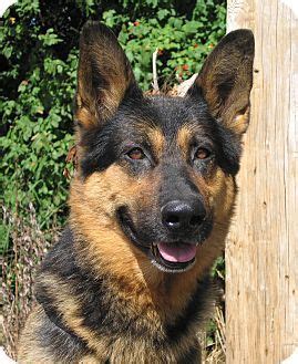 We did not find results for: German Shepherd Dog Mix Dog for adoption in Hobart ...