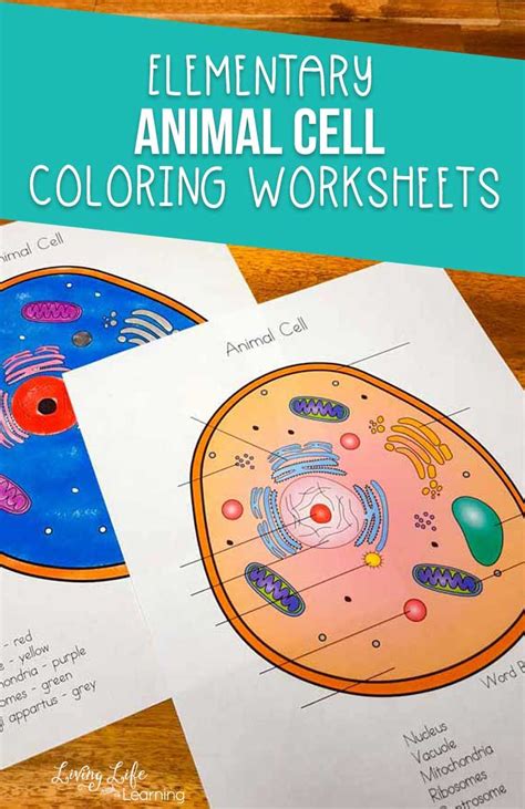 Plant cells compared with animal cells. Animal Cell Coloring Worksheet | Cells worksheet, Color ...