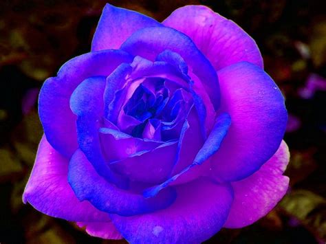 Ipad Hd Beautiful Rose Flowers Purple Roses Wallpaper