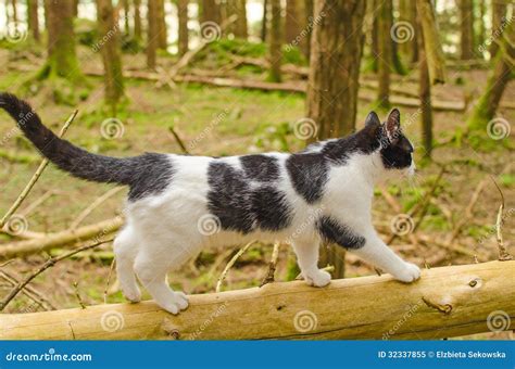 Cat In Forest Stock Image Image Of Mammal Domestic 32337855