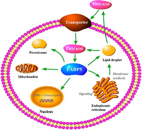 Frontiers The Biological Functions And Regulatory Mechanisms Of Fatty