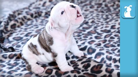 Check spelling or type a new query. Wrinkly Bulldog Puppy Howls! SO DARN CUTE! - Puppy Love - YouTube