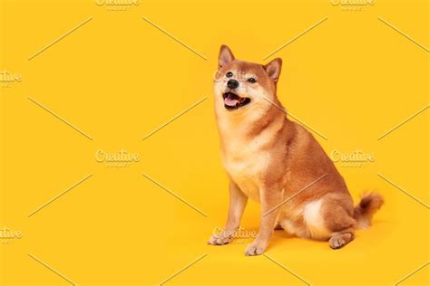Japanese Dog Shiba Inu High Quality Animal Stock Photos ~ Creative Market