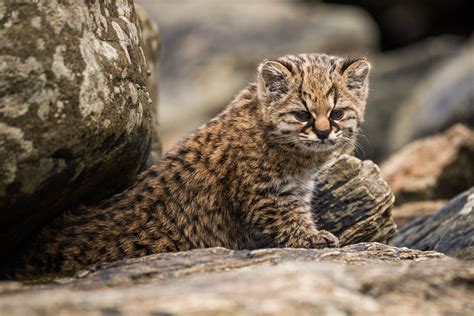 Leopardus Guigna Categorización De Los Mamíferos De Argentina