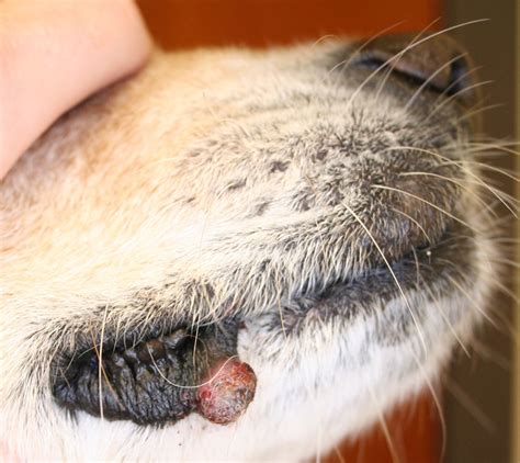 Dog Skin Cancer The O Guide