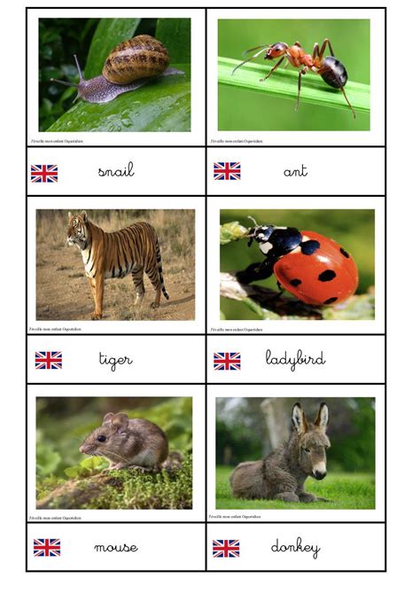 Animal Qui Commence Par A En Anglais - Carte animaux anglais cursif 1 - Fichier PDF