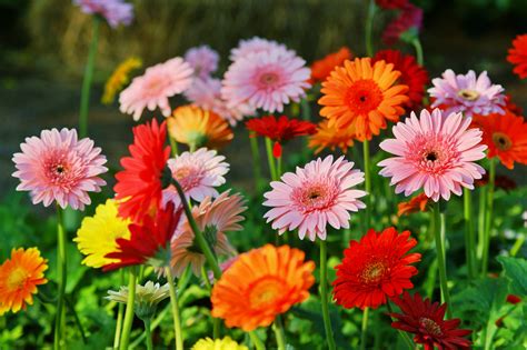Gerbera Plantare și îngrijire Cum Să Te Bucuri De Aceste Flori Mult