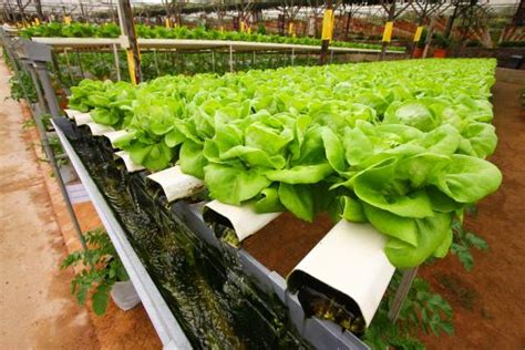 Between this post and some of the others on hydroponics systems you have on your site, i should have all i like diy projects and ebb and flow system is easy to make even with basic components at home. Diy Greenhouse Hydroponic System