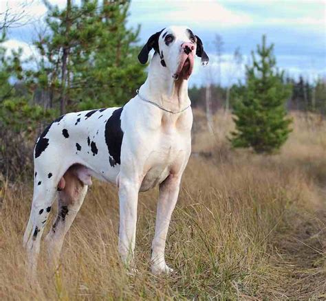 Tall Dog Breeds Pictures And Names