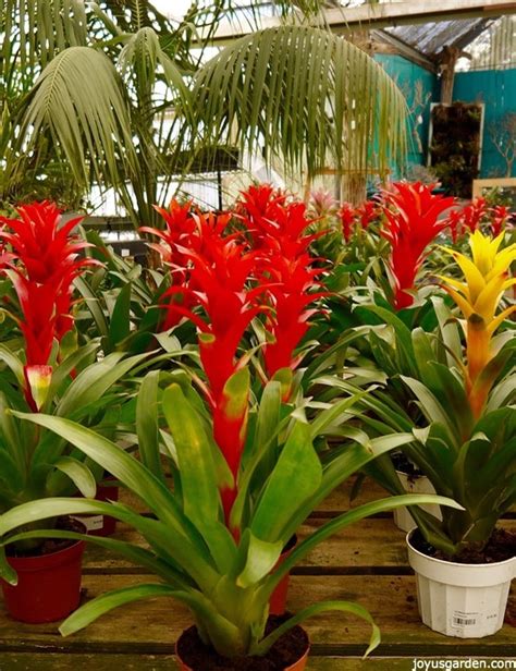 The plant relies on rainfall and leaf litter to fill up the central cup with both water and ample organic material for food. Guzmania Plant Care Tips: The Bromeliad With The Vibrant ...