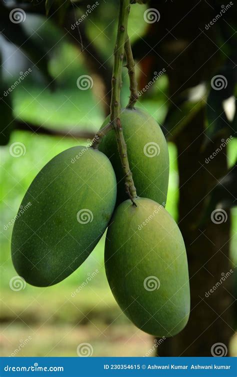 Beautiful Mango Fruit In The Garden Stock Image Image Of Fruit