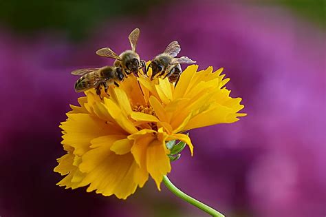 Royalty Free Photo Closeup Photo Of Three Bee On Yellow Petaled Flower