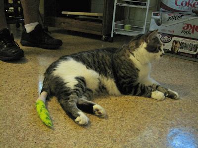 Bandaging or splinting a cat's tail is tricky but can be. It's all about the cats!: Tucker's (broken) tail