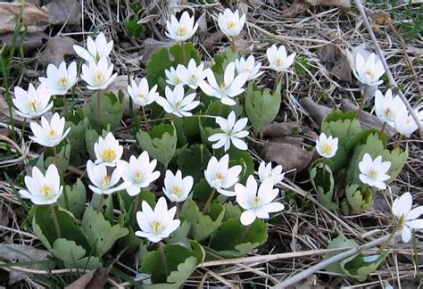 Fashion, motors, electronics, sporting goods, toys Native Canadian flowers for early spring