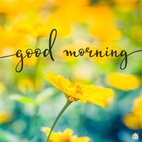 Good Morning Sunrise Images With Flowers Hutomo