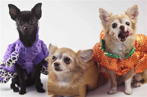 5 Adorable Pet Halloween Costume Ideas From Homesense And Contest