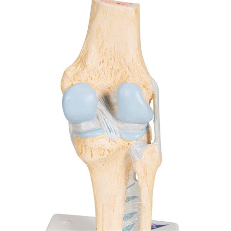 Anatomical Teaching Models Plastic Human Joint Models Knee Joint Model