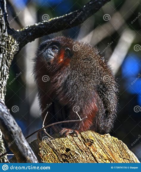 Red Titi Monkey 3 Stock Photo Image Of Strong Jump 173974116