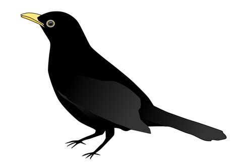 Sparrow burung kartun gambar png. 31+ Gambar Kartun Burung Gagak - Gambar Kartun Mu