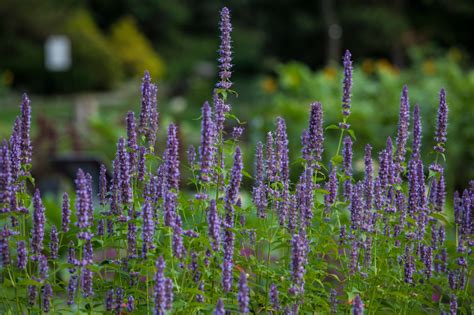 Ysop — vaistinis isopas statusas t sritis vardynas apibrėžtis notrelinių šeimos prieskoninis, vaistinis augalas (hyssopus officinalis), paplitęs azijos vakaruose. Ysop pflanzen » So gelingt der Anbau