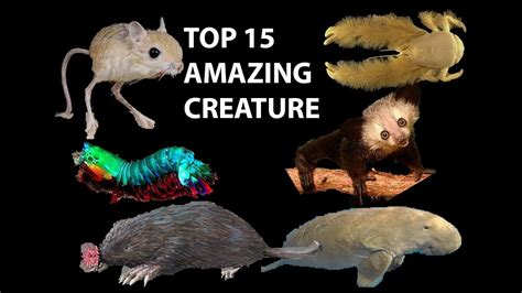 Top 15 Amazing Creatures In The World Youtube