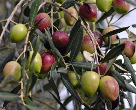 Hardy varieties will take 15 0 f with little or no damage. Arbequina Olive Tree - Tree of Peace - Olea europaea - 4 ...