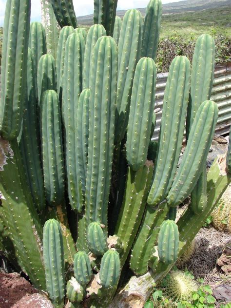San Pedro Cactus Echinopsis Pachanoi Care And Grow Guide