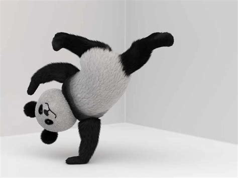 Handstand Der Große Panda Markiert Sein Revier Kopfüber