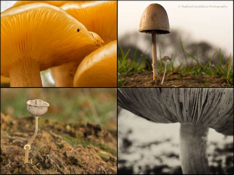 Wallpaper Collage Grass Mushroom Spring Fungus Mushrooms