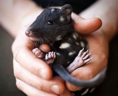 An Eastern Quoll Baby From Tasmania Quoll Australia Animals Animals