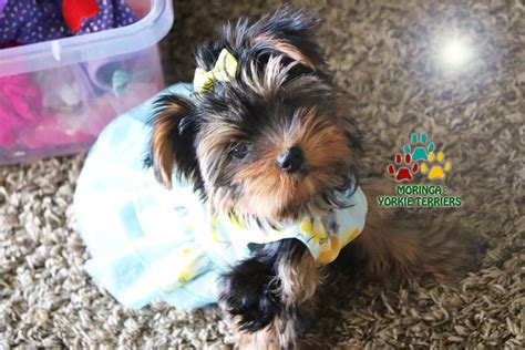 A teacup yorkie is a tiny version of yorkiee breeders. Available Micro Teacup Yorkies* Toy Yorkie Puppies* Yorkie ...