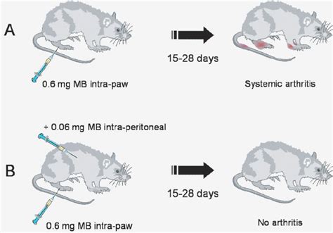 Regulation Of Adjuvant Arthritis By Low Doses Of Adjuvant Rats With