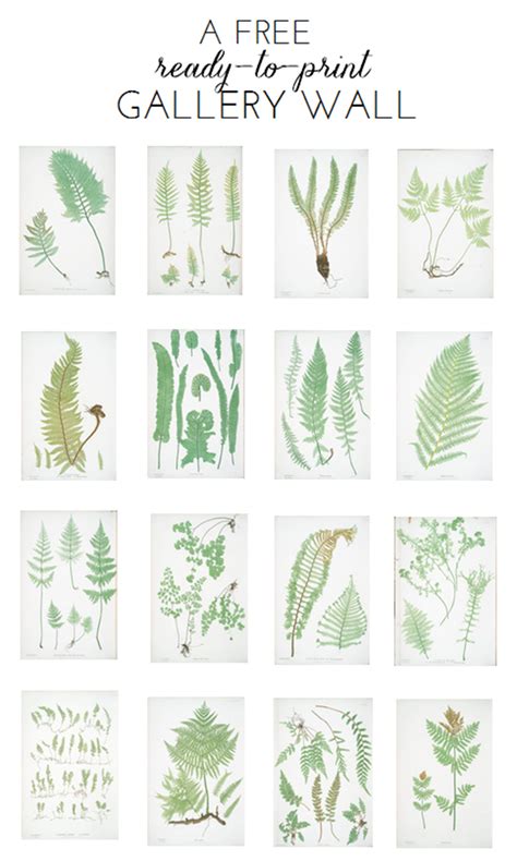 Hang your diy botanical wall art. Ready-To-Print Gallery Wall: Fern Botanicals - Emily A. Clark