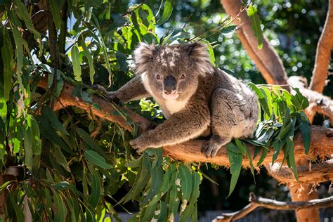 Kangaroo Island Australia Worlds Greatest Places 2023 Time