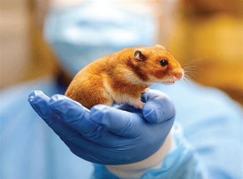 From Mice To Monkeys Animals Studied For Coronavirus Answers Science