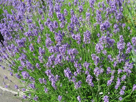 Munstead True Lavender Lavandula Angustifolia 100 Seeds