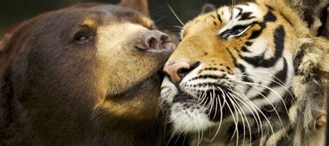 Animal Odd Couples 7 Heartwarming Pictures From Wildlife