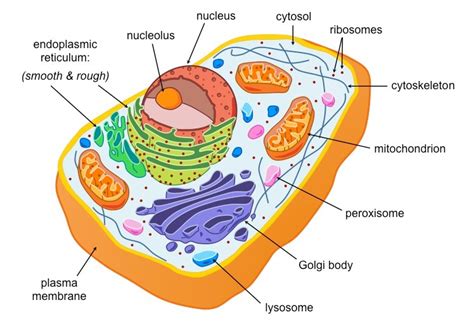 Characteristics Of Eukaryotic Cellular Structures A Level Biology Revision Notes