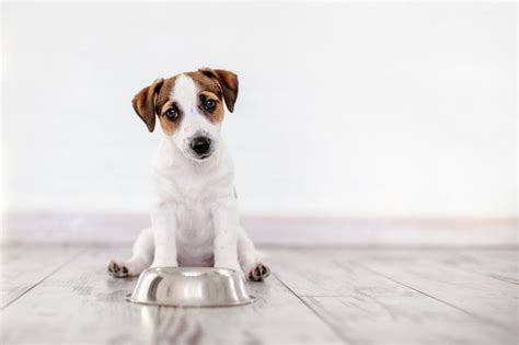 25 best ideas about low fat dog food on pinterest. 10 Best Low Fat Dog Foods (TOP PICKS and REVIEWS 2020) ⋆ ...