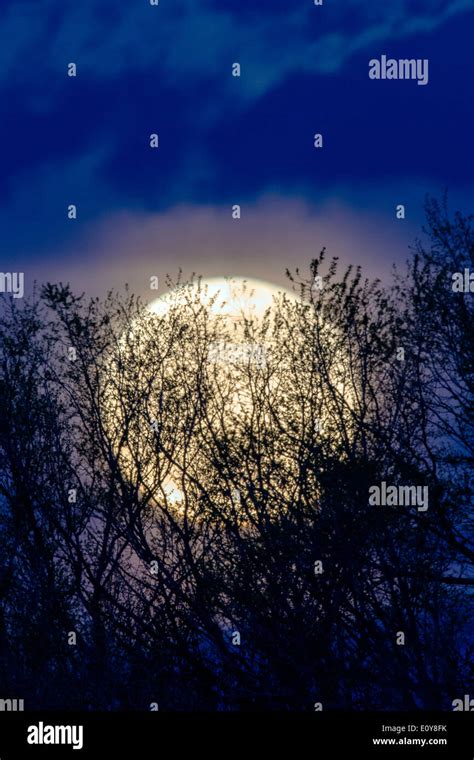 Moon Through Tree Branches Hi Res Stock Photography And Images Alamy