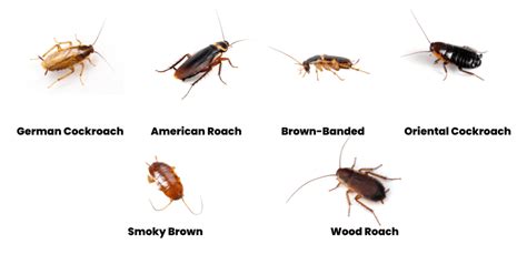 8 Types Of Bugs That Look Like Cockroaches With Photos