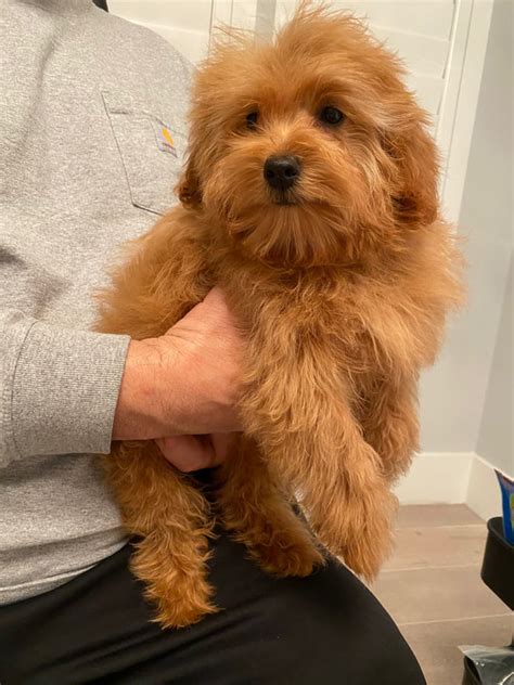 When you're ready to add one or more to your family. English Teddybear Toy Size F1b Goldendoodle Puppies ...