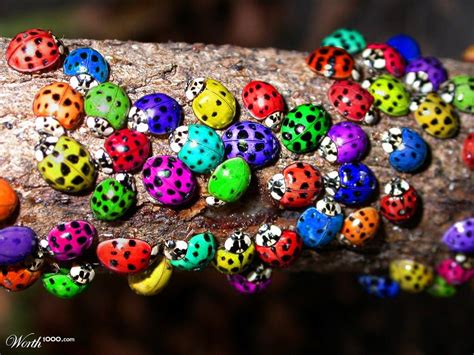 This Is The Coolest Website Ladybug Beautiful Bugs Purple Ladybugs