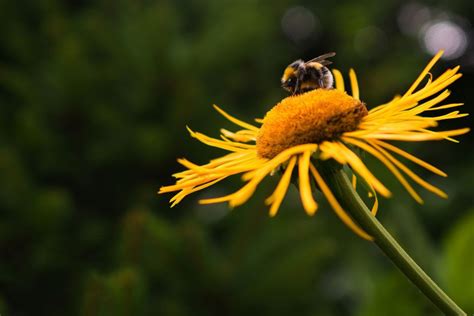 14:01 maz 303, autobús del año en rusia economía. Día Mundial de las Abejas | Horticultura orgánica ...