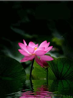 Large collection of the best animated flowers gifs. Pink Lotus Flower-Buddhism