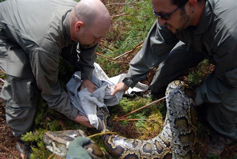 Radiotelemetry And Control Of Burmese Pythons The Croc Docs