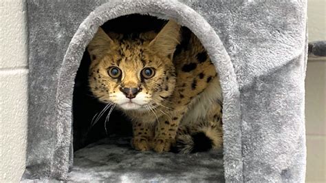 Wildlife Sanctuary In Minnesota Gives Abandoned African Serval Cat A